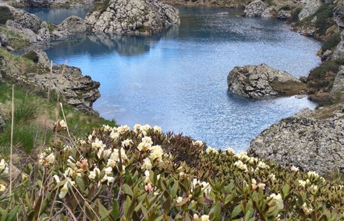 Blumen am See in Chewsuretien