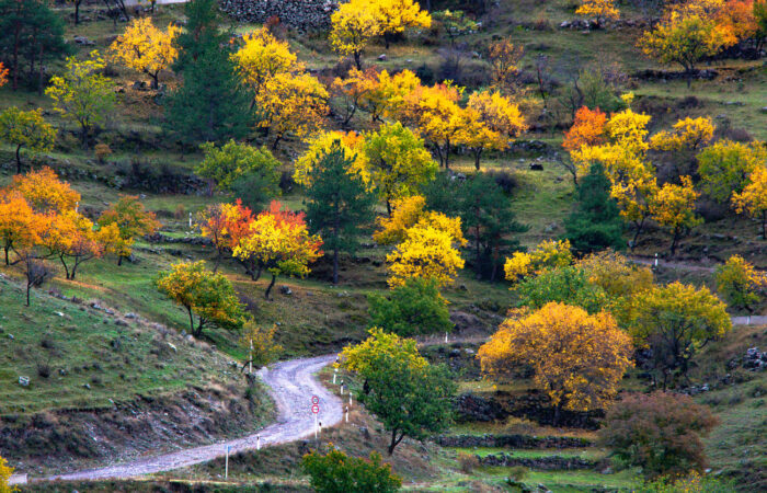At Vaerdzia - Photography Tour in Georgia
