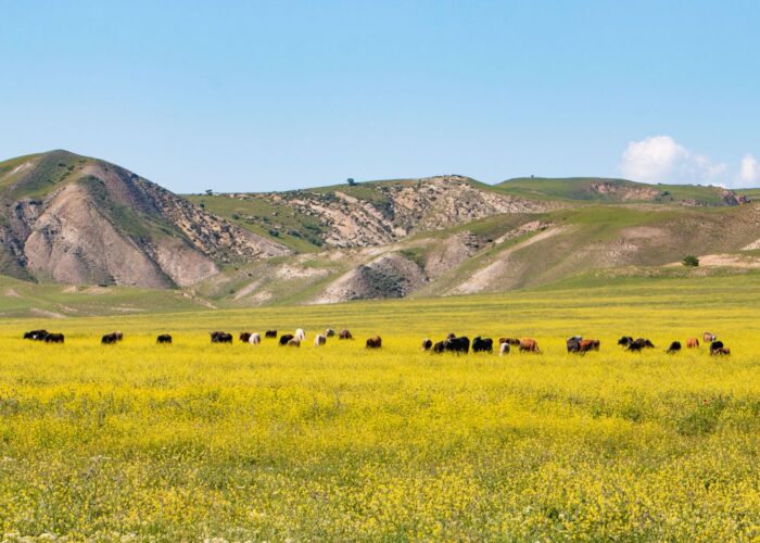 Photo Tour in Georgia