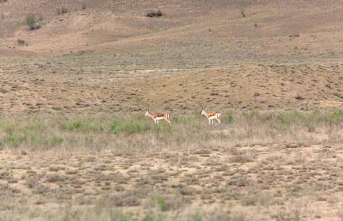 Gazelle - Jeep Tour Georgien