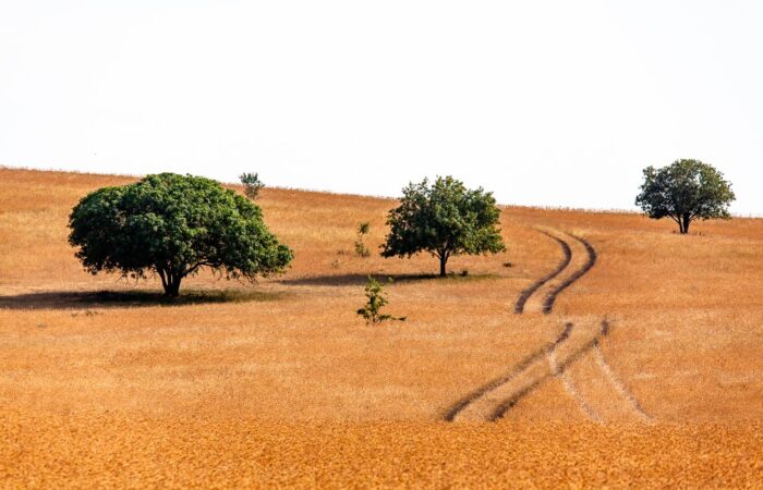 Jeep Tour in Tusheti and Vashlovani