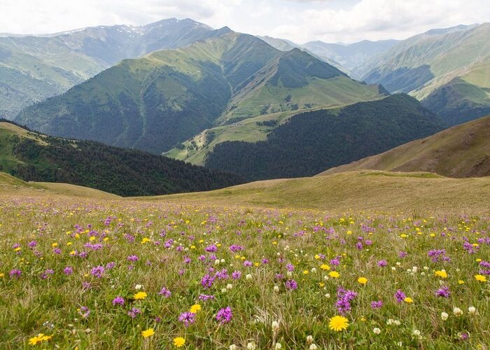 Flower meadow in Tusheti