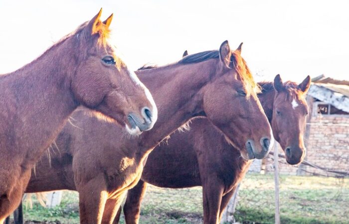 Pferde - Reiten in Waschlowani