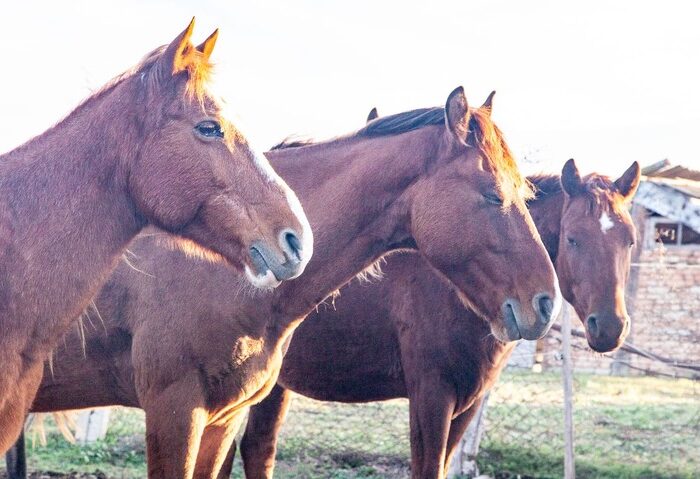 Horses - Horse Riding in Vashlovani