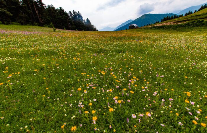 Eine Wiese nach Dartlo - Reiten Tuschetien