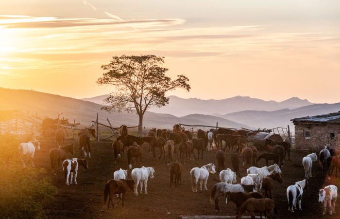 Pferdestahl im Dorf Kasriszkali - Reittour Waschlowani