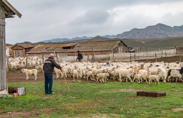 Eine Hirtenhütte auf Samuchi Ebene