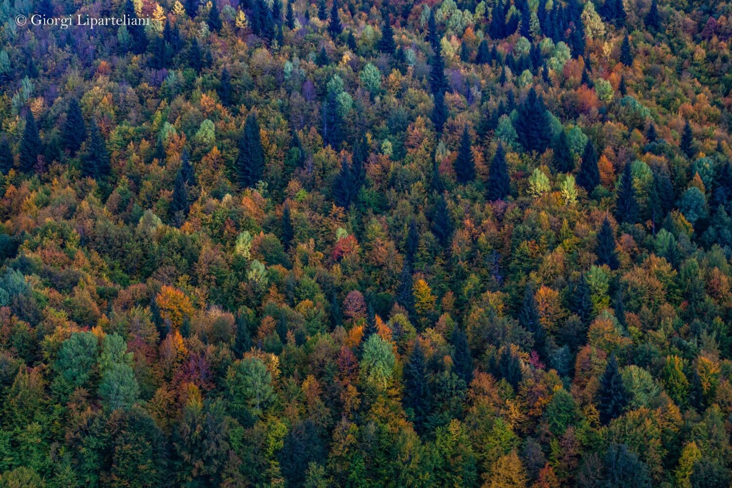 Herbstfarben im Swanetien Wald