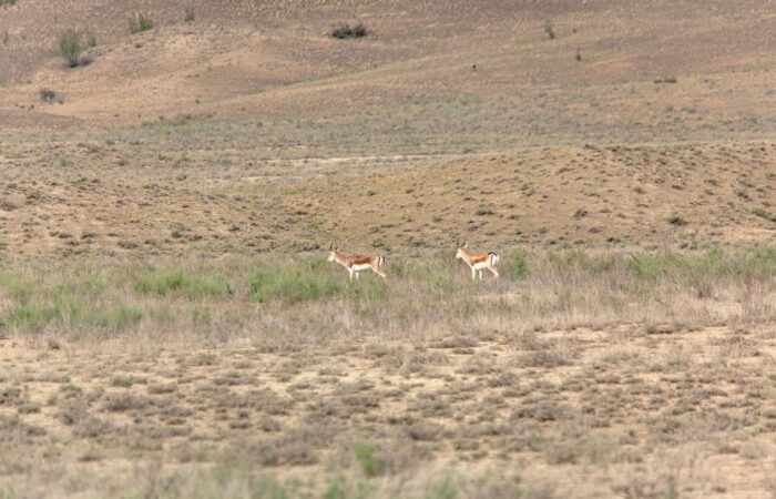 Waschlowani Gazellen