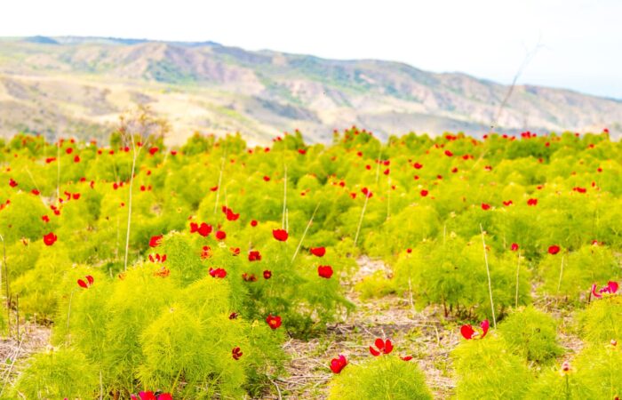 Vashlovani - Jeep Tour Tusheti