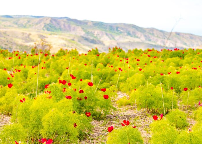 Vashlovani - Jeep Tour Tusheti