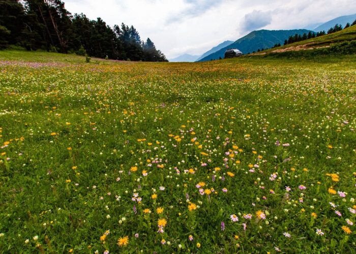 Flowers - Horse Riding in Tusheti