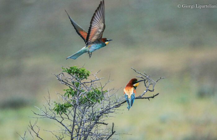 Binnenfresser - Kurzreise Kachetien - Copy