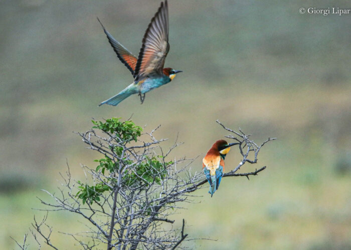 Beefeater - Short Trip to Kakheti