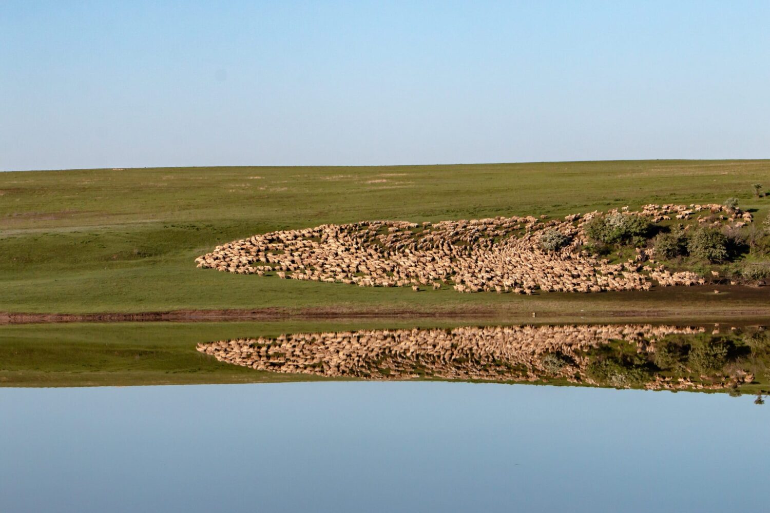 Schfherde in den Steppen von Gareja auf der Reise in Kachetien und Kazbeg