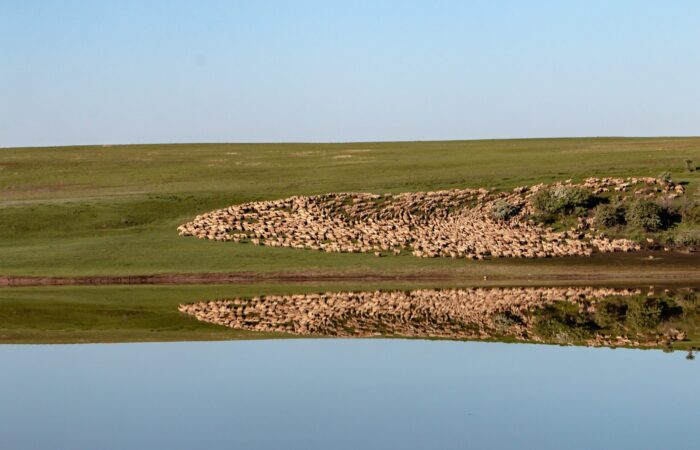 Schfherde in den Steppen von Gareja auf der Reise in Kachetien und Kazbeg