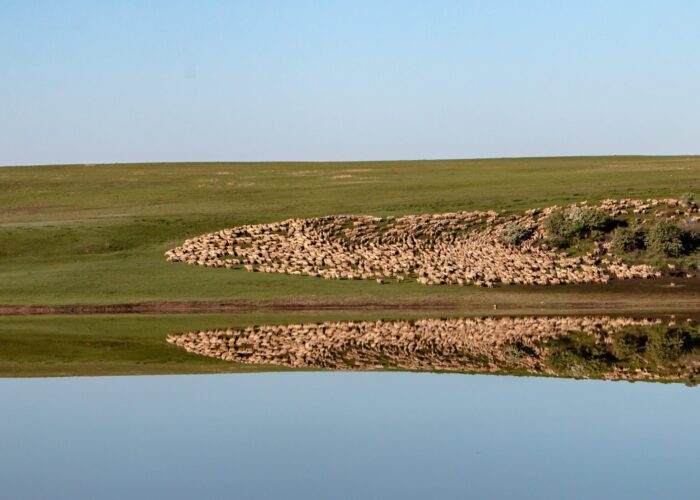 Schfherde in den Steppen von Gareja auf der Reise in Kachetien und Kazbeg