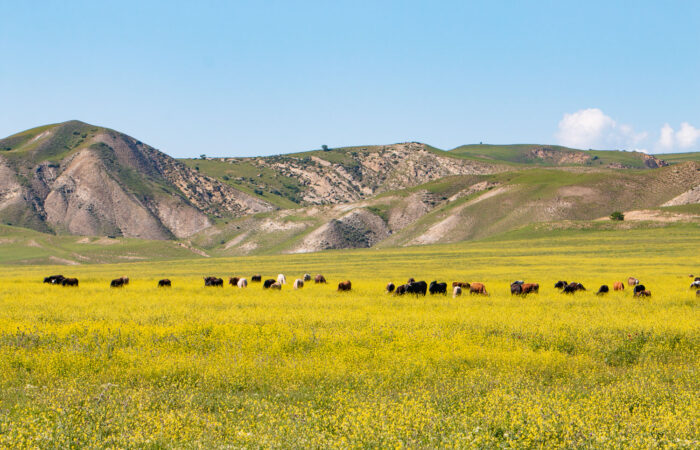 Kunrzeise Kachetien - Copy