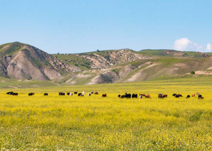 Short trips and day tours Georgia