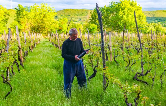 A farmer in a vineyard in Bolnisi during a wine tour Georgia