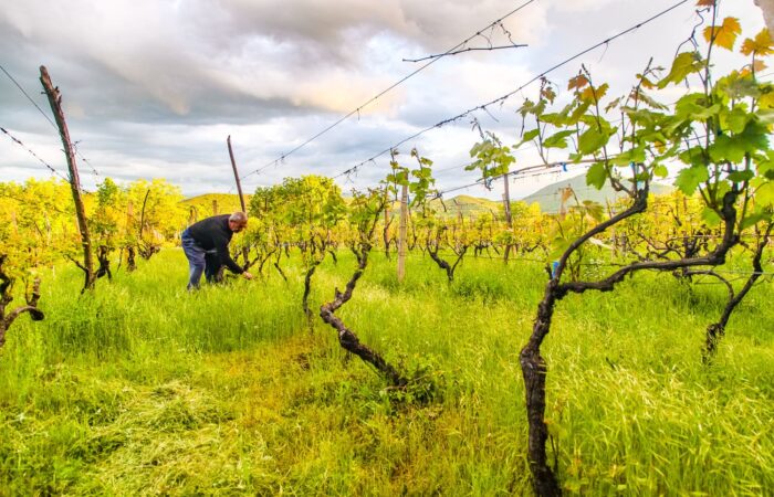 Farmer in the vineyard in Bolnisi