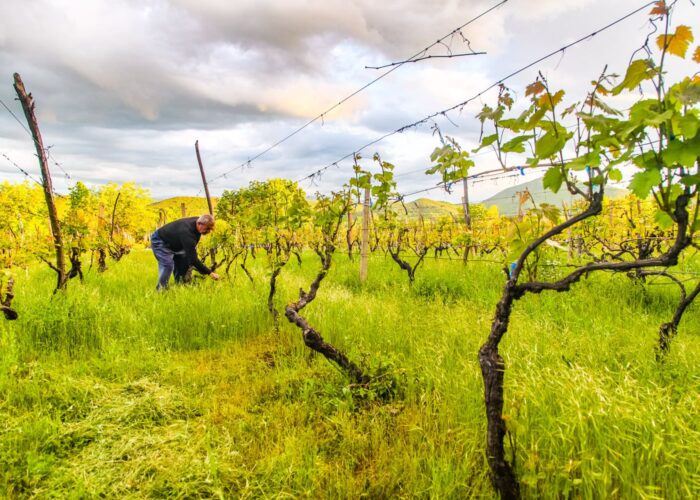 Farmer in the vineyard in Bolnisi