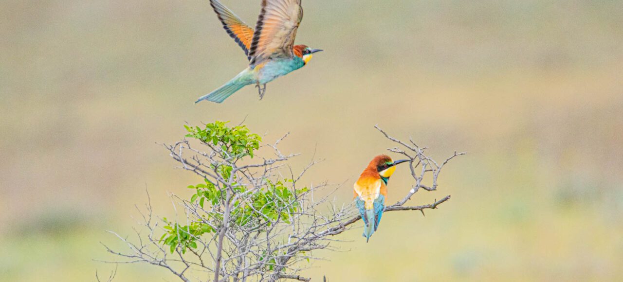 Biennenfresser Waschlowani