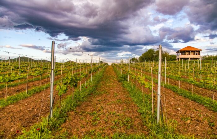 Vineyard in the village of Rachisubani