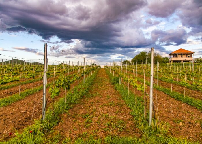 Vineyard in the village of Rachisubani