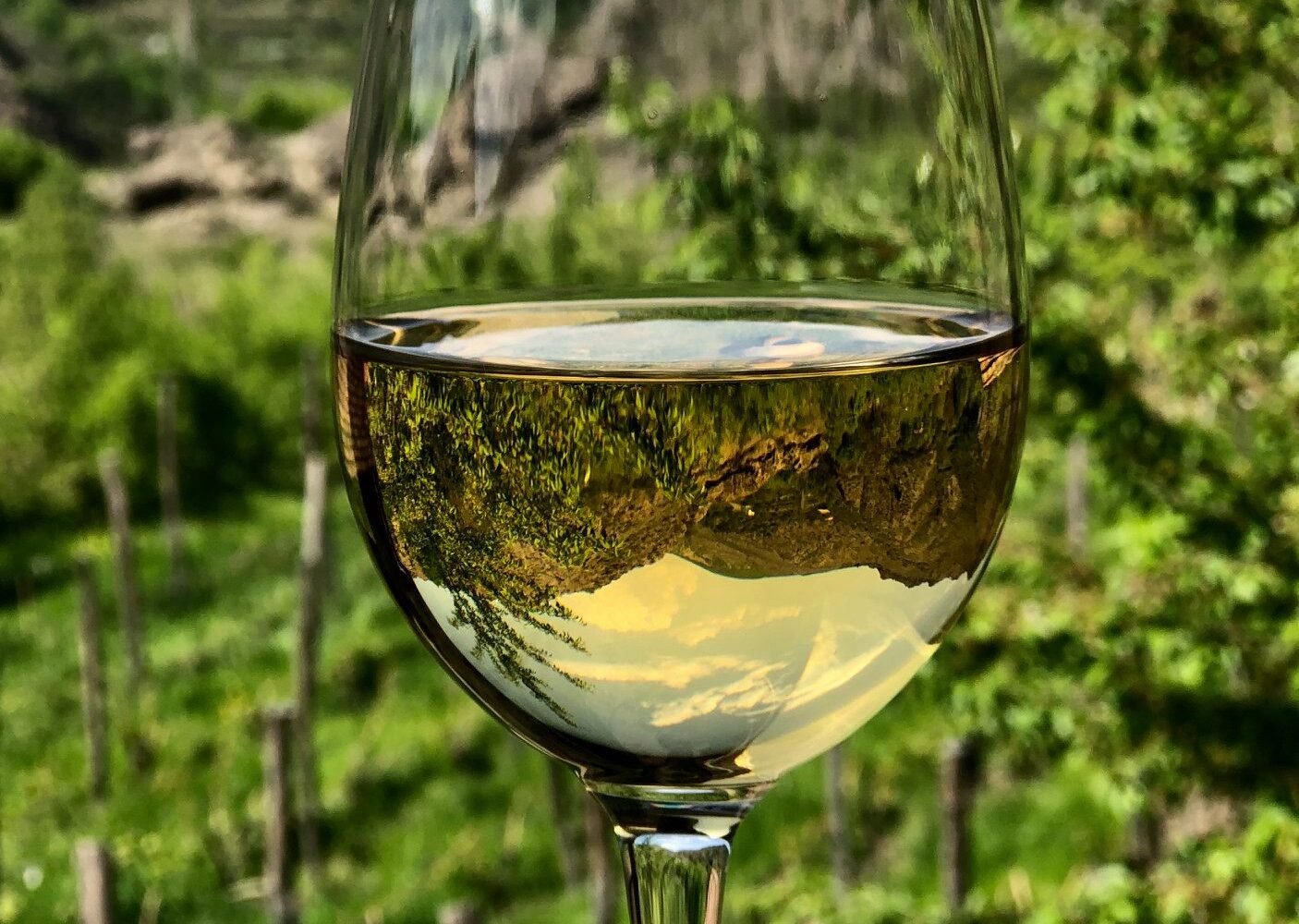 Weisswein -Weinreise Georgien