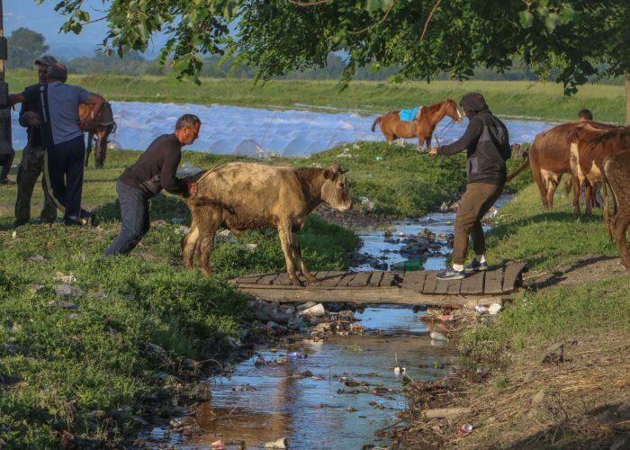 Kapali Cattle Markt