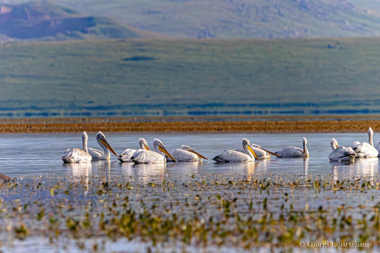 Pelikane im Dschawacheti National Park