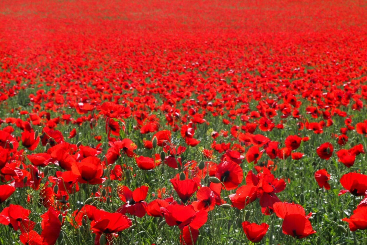 Mohnenwiese in Armenien