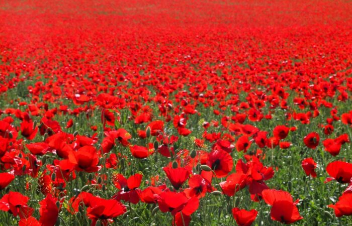 Mohnenwiese in Armenien