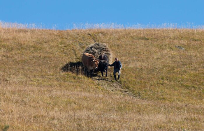 Heutransport in Swanetien - Wandern im Kaukasus - Wanderreisen in Georgien