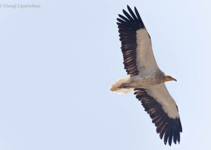 Sightseeing in Georgia