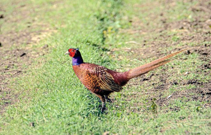 Pheasant-Phot Tour in Vashlovani
