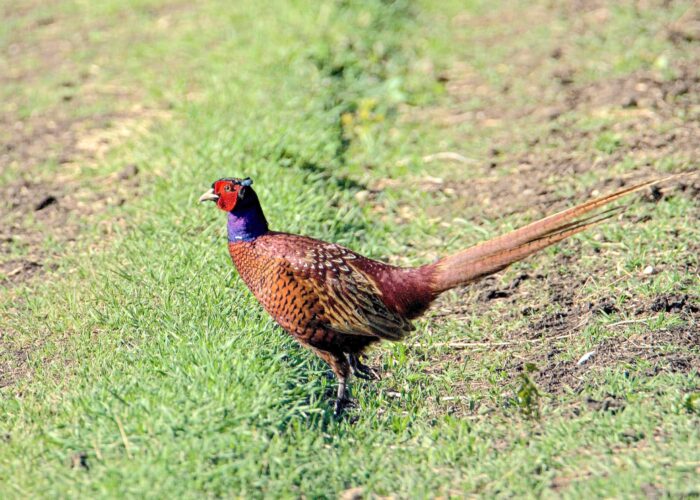 Pheasant-Phot Tour in Vashlovani