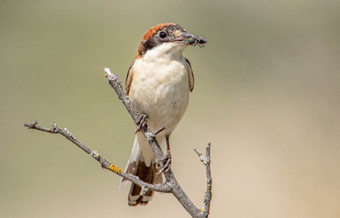 Fotoreise in Waschlowani National Park