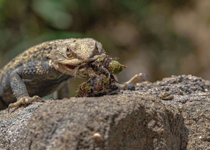 Photo trip in Vashlovani National Park