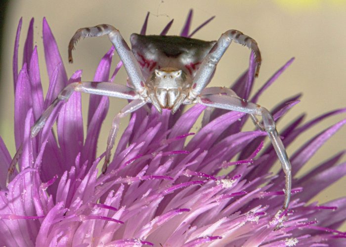 Photo trip in Vashlovani National Park