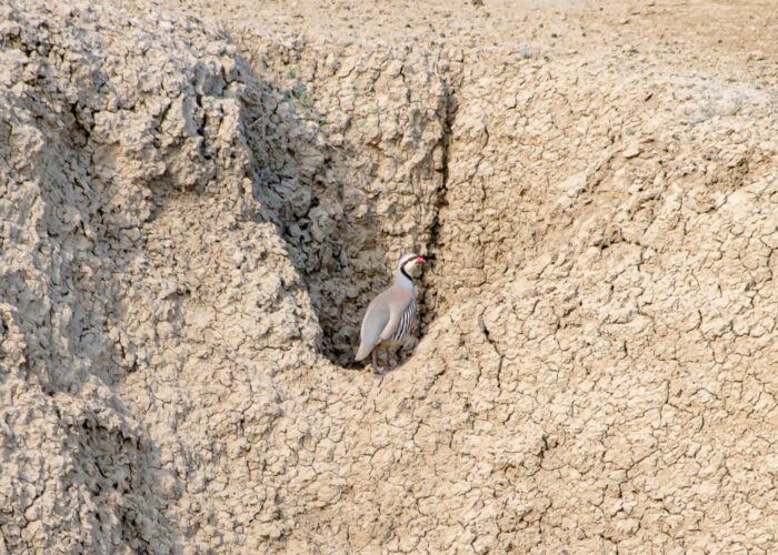 Photo Tour in Vashlovani NP