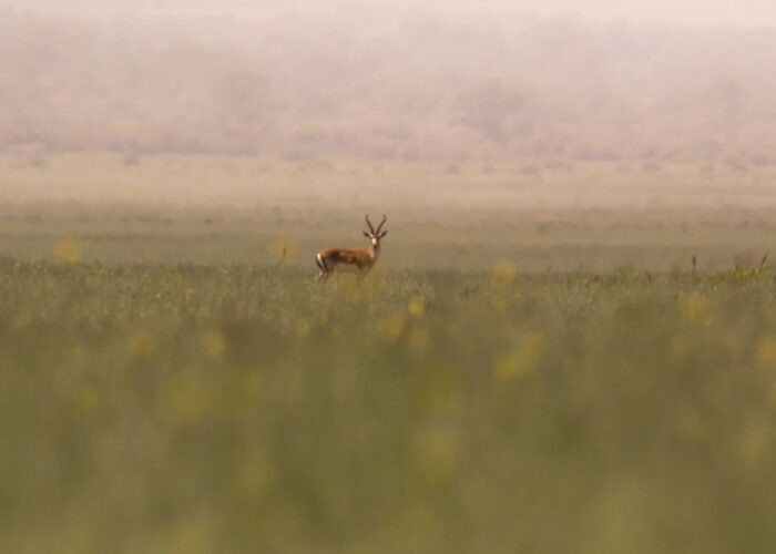 Photo Tour in Vashlovani NP