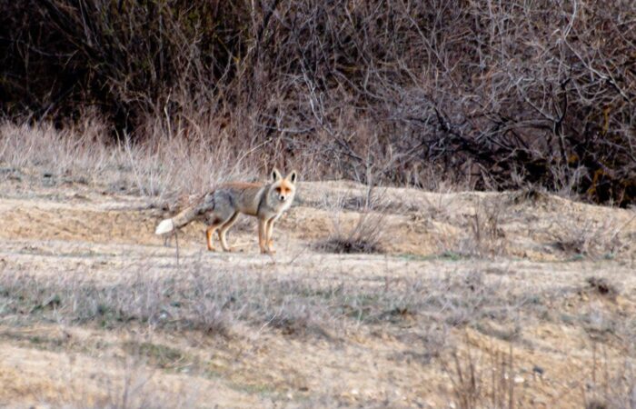 Fox - Photo Tour in Vashlovani