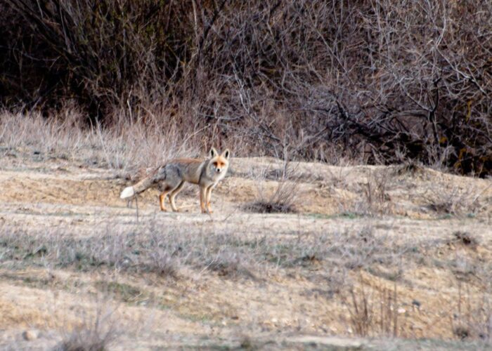 Fox - Photo Tour in Vashlovani