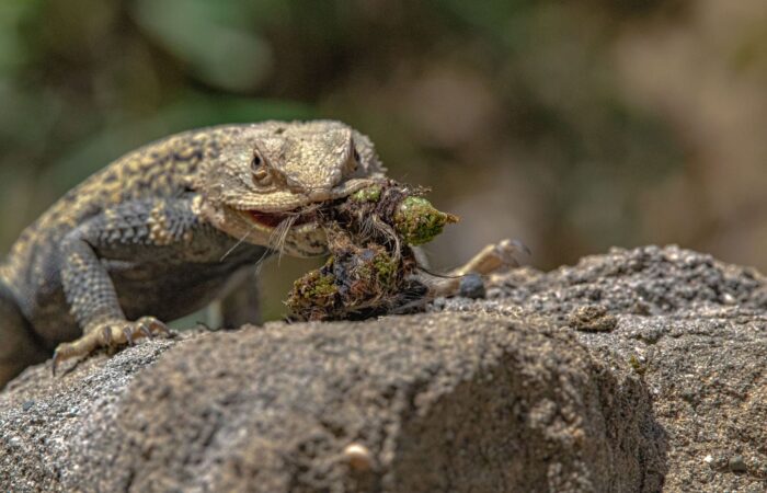 Lizard - Photo Tour in Vashlovani NP