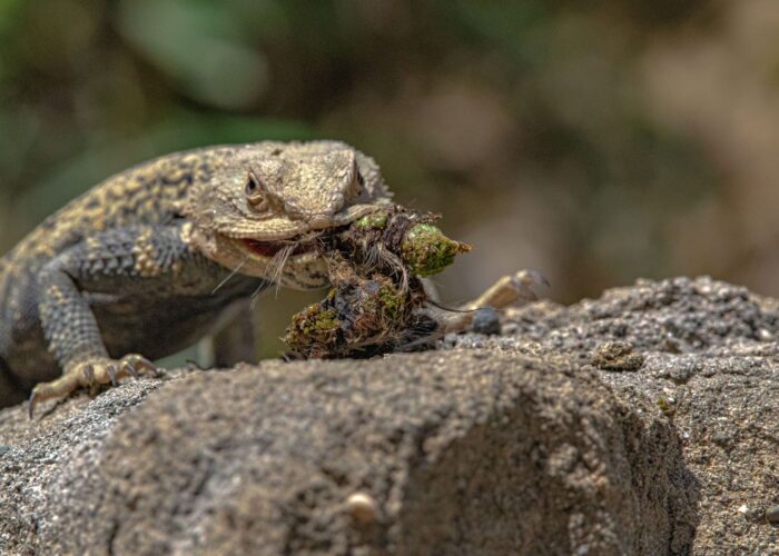Lizard - Photo Tour in Vashlovani NP