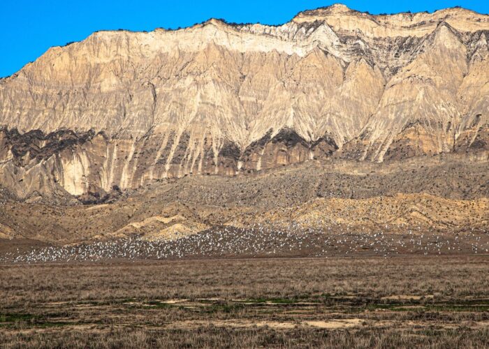 Lizard - Photo Tour in Vashlovani NP