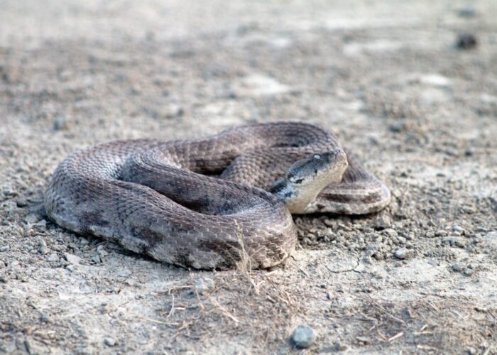 Schlange Fotoreise in Waschlowani
