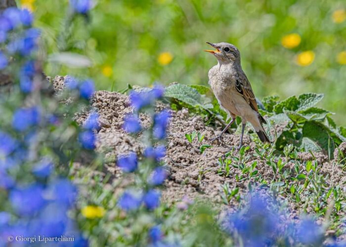 Protected Areas of Georgia